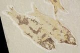 Four Knightia Fossil Fish - Green River Formation, Wyoming #88537-2